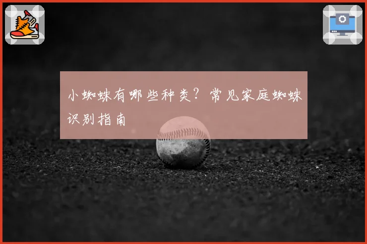 小蜘蛛有哪些种类？常见家庭蜘蛛识别指南