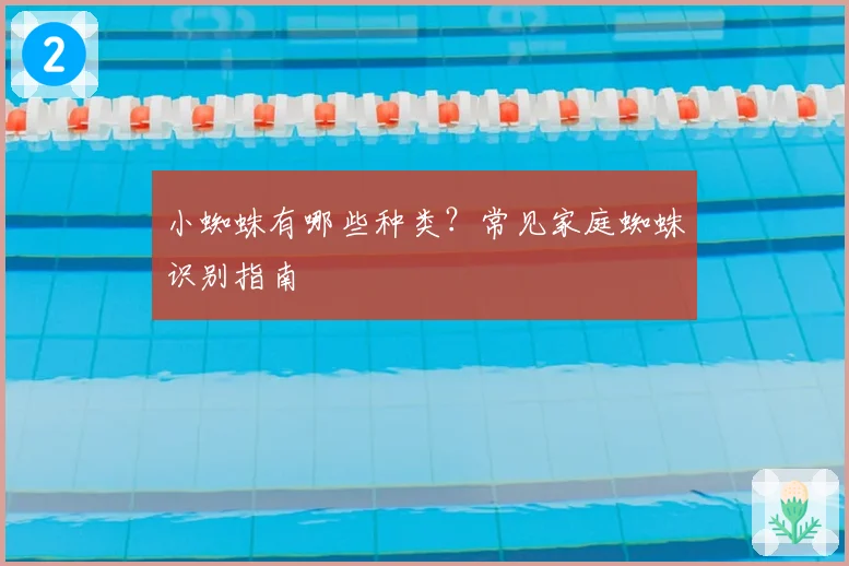 小蜘蛛有哪些种类？常见家庭蜘蛛识别指南